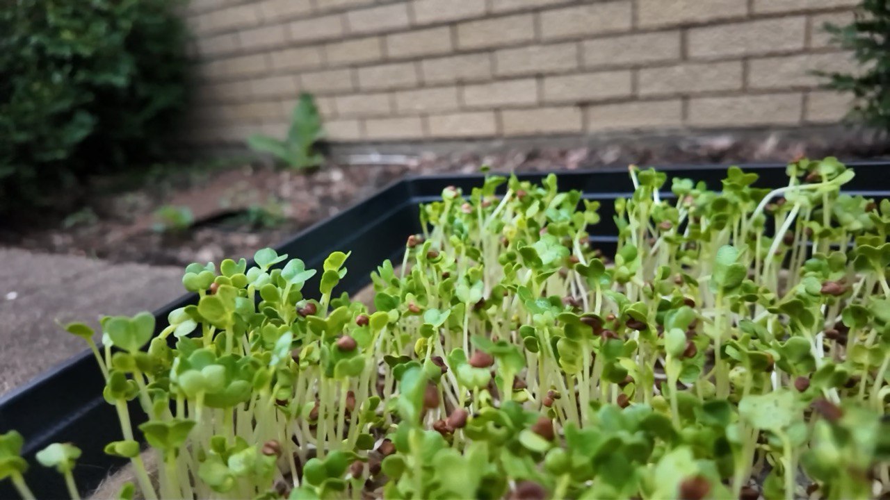 Radish seeds