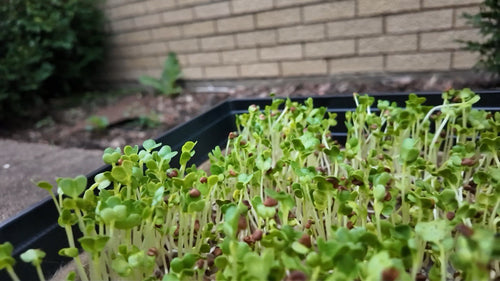 Radish seeds